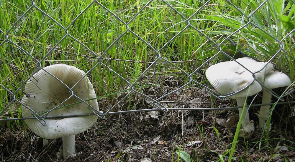 Amanita vaginata sl.